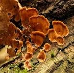 Striegeliger Schichtpilz, Foto 57