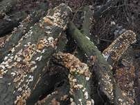 Striegeliger Schichtpilz, Foto 74