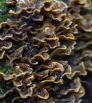 Striegeliger Schichtpilz, Foto 84