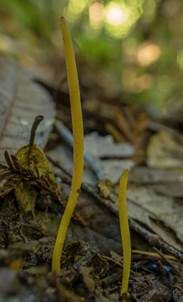 Strohfarbene Keule, Foto 5