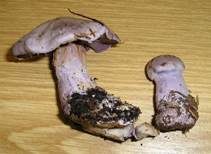 Bocksdickfuß, Foto 7