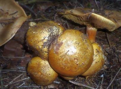 Strohgelber Klumpfuß, Foto 5