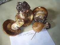 Strohgelber Klumpfuß, Foto 7