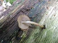 Struppiger Holzfaserling, Foto 5