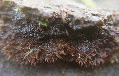 Struppiger Stachelrindenpilz, Foto 8