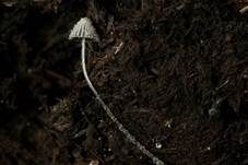 Struppiger Misttintling, Foto 6