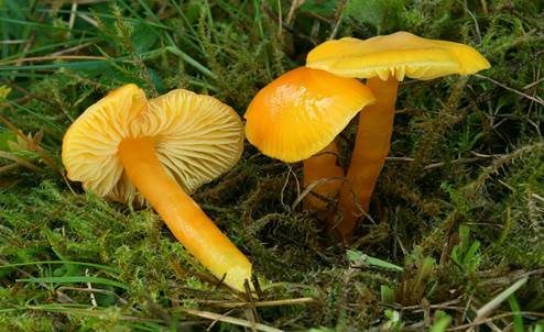 Stumpfer Saftling, Foto 3