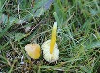 Stumpfer Saftling, Foto 12
