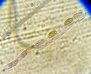 Subiculum-Schwarzbrust, Foto 16