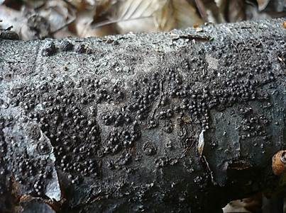 Subiculum-Schwarzbrust, Foto 4