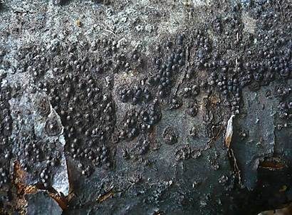Subiculum-Schwarzbrust, Foto 5
