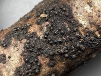 Subiculum-Schwarzbrust, Foto 6