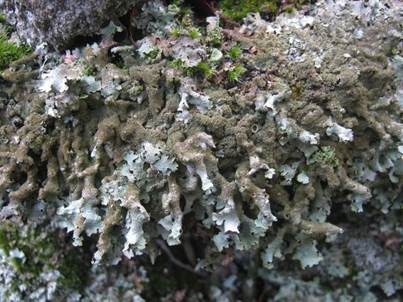 Submontane Blattflechte, Foto 2