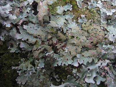 Submontane Blattflechte, Foto 3