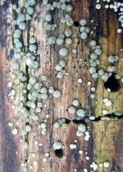Substratgrünender Kugelpustelpilz, Foto 3