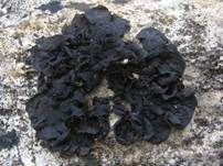 Südliche Gallertflechte, Foto 9