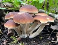 Südlicher Ackerling, Foto 31