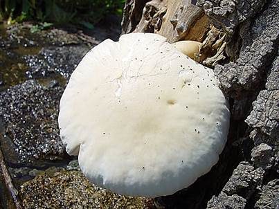Südlicher Ackerling, Foto 5