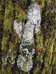 Sulcatflechte, Foto 10