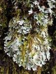Sulcatflechte, Foto 11