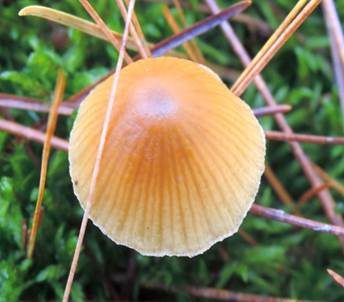 Sumpfhäubling, Foto 6