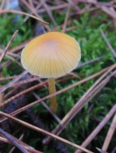 Sumpfhäubling, Foto 7