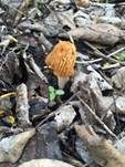 Böhmische Verpel, Foto 19