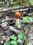Böhmische Verpel, Foto 21