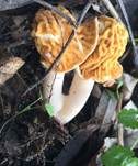 Böhmische Verpel, Foto 22