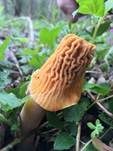 Böhmische Verpel, Foto 24