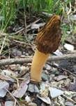 Böhmische Verpel, Foto 26