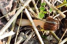 Böhmische Verpel, Foto 30