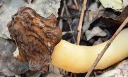 Böhmische Verpel, Foto 38