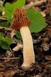 Böhmische Verpel, Foto 59