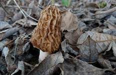 Böhmische Verpel, Foto 63