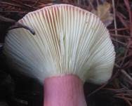 Sumpftäubling, Foto 6
