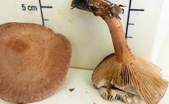 Süßlicher Buchenmilchling, Foto 14