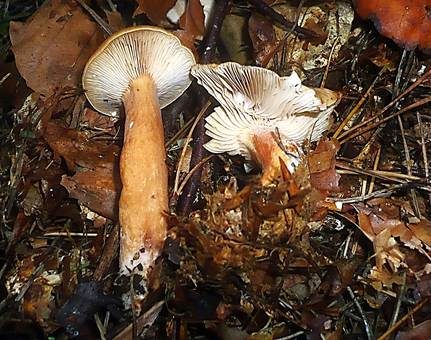 Süßlicher Buchenmilchling, Foto 4