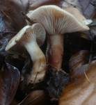 Süßlicher Buchenmilchling, Foto 9