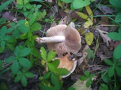 Süßriechender Fälbling, Foto 2