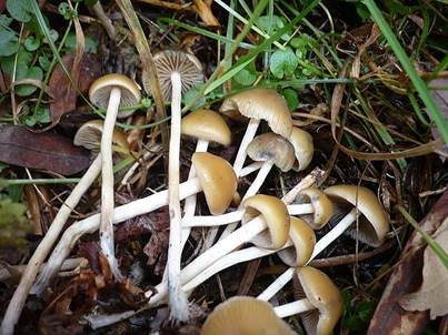 Böhmischer Kahlkopf, Foto 2