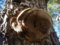 Tamarisken-Schillerporling, Foto 6