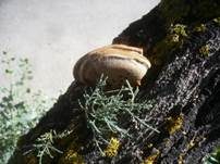 Tamarisken-Schillerporling, Foto 7