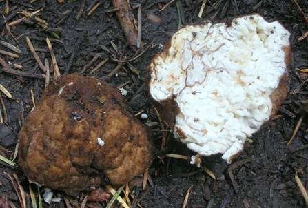 Tannentrüffel, Foto 2