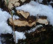 Tannen-Wurzelschwamm, Foto 9