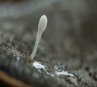 Borstenfüßiges Fadenkeulchen, Foto 5
