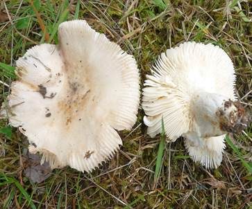 Taubentäubling, Foto 3