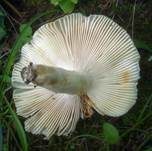 Taubentäubling, Foto 17