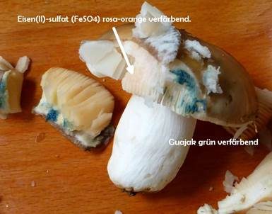 Taubentäubling, Foto 4
