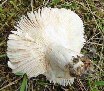 Taubentäubling, Foto 6